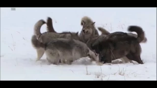 Стая волков против койота / Wolves v koyote HD