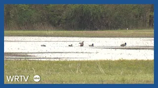 Effort underway to preserve wetlands on the south side of Indianapolis