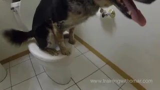 Hund macht in die Toilette