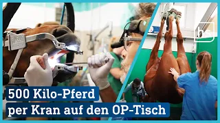 Besuch in der Pferdeklinik: OP-Saal, Vollnarkose und Transport-Kran | hessenschau