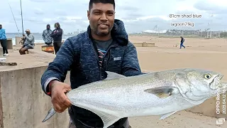 81cm shad at blue lagoon. 7.1kg