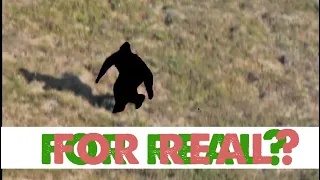 "A Flash of Beauty: Bigfoot Revealed" Documentary (Review & Analysis)