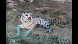 Tiikeri Teneriffan eläinpuistossa Loro Parque Тигр в парке животных Тенерифе Лоро-парк