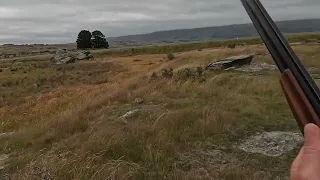 Archie the Working Cocker Spaniel hunting rabbits,  find, flush and retrieve.