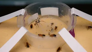 BRUTAL BATTLE OF WOLF SPIDER AND FLOCK OF COCKROACHES [Live feeding!]