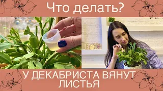 ✅У ДЕКАБРИСТА ВЯЛЫЕ МЯГКИЕ ЛИСТЬЯ/ЧТО ДЕЛАТЬ?/ОСНОВНЫЕ ПРИЧИНЫ#декабрист#шлюмбергера