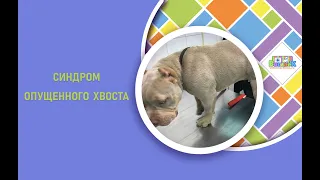 Синдром опущенного хвоста у собаки