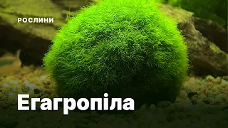 Кладофора куляста або егагропіла (Cladophora aegagropila)