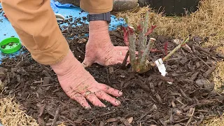 Planting Potted Roses