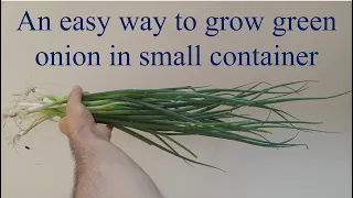 Growing Green Onions in a Container: A Step-by-Step Guide to Easy and Productive Home Gardening