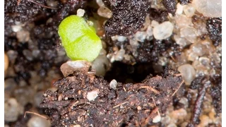 Как вырастить кактусы из семян дома