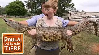 Wenn Krokodile Babys haben | Reportage für Kinder | Paula und die wilden Tiere