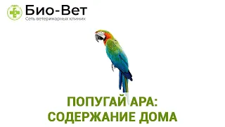 Попугай Ара: Содержание В Домашних Условиях & Характер И Поведение Попугая Ара. Ветклиника Био-Ве