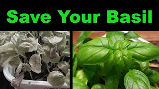 How To Rescue A Dying Basil Plant - Two Methods