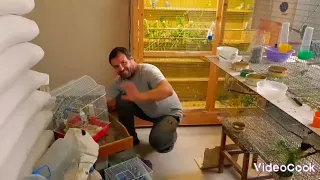 Обзор разведение крупных волнистых попугаев,В гостях у заводчика Михаила.