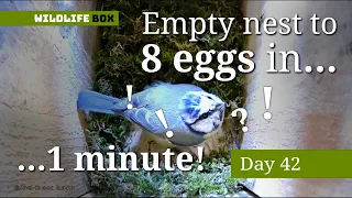 Empty nest to 8 eggs in 1 minute! | Blue tits nestbox camera