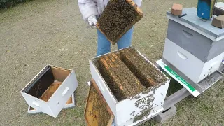 Checking Single Deep Hive 2-28-2024