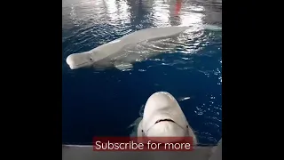 See this funny sound of beluga whales 😂😂😂#shorts#youtubeshorts