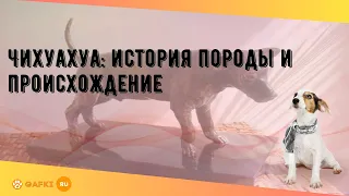 Чихуахуа: история породы и происхождение