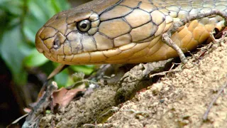 Watch Two King Cobras Romance Each Other
