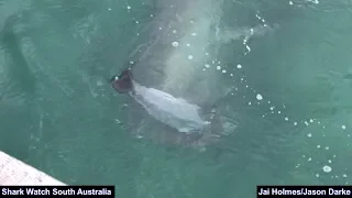 Two Great White Sharks Fight Over Dolphin - Smoky Bay, South Australia 15/08/18