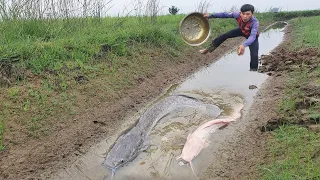 Amazing Fishing! A Fisherman a lots of catch catfish in canal at field catch best by hand