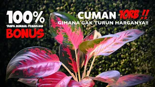 Paket aglaonema MURAH - Harga tanaman hias 2022 - 150rb 8 AGLAONEMA