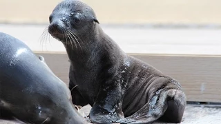 Sea lion pup makes a splash!