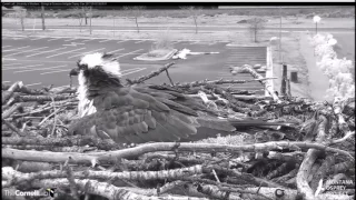 Hellgate Canyon Ospreys ~ Iris Lays 3rd Egg, May 2, 2017 at 6:35:42 AM