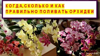 ПОЛИВАТЬ ОРХИДЕИ ПРАВИЛЬНО КАК, КОГДА и СКОЛЬКО? КАК НАУЧИТЬСЯ ПОЛИВАТЬ ОРХИДЕИ? ПОЛИВ ОРХИДЕЙ.