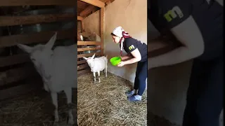 А сколько коза дает молока?