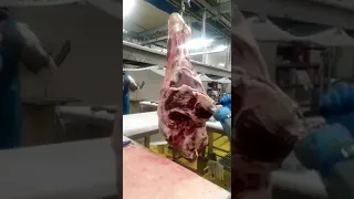 disosso coscia verticale.   Vertical meat disbone.