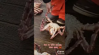 Kill Alaska King Crab