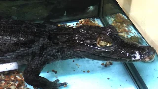 КАЙМАН (КАЙМАНОВЫЙ КРОКОДИЛ) Caiman crocodilus видео