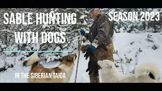 Barguzin sable hunting with dogs in the Siberian taiga.