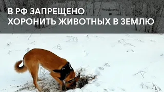 Почему нельзя закапывать в землю умерших домашних животных?!