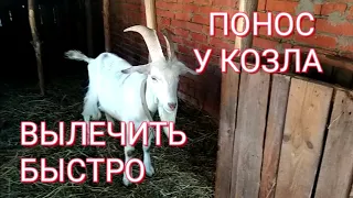 ♥Понос у козла чем лечить.