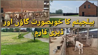 Belgium ka khobsorat gao or Dariy farm | Beautiful Belgian village and dairy farm | fresh melk