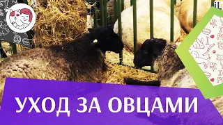 4 самых распространенных ошибки при уходе за овцами на ilikepet