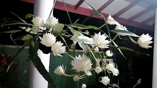 Kadupul Flower  |  කඩුපුල් මල  |  ब्रह्म कमलम फूल