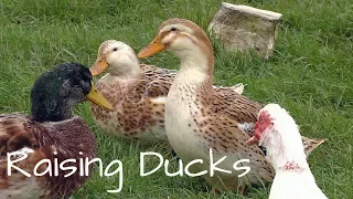 Raising Ducks for Eggs