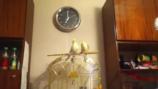 Влюблённые попугаи ласково переговариваются!