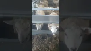 Sheep feeding barriers