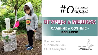 Огурцы в мешках: сладкие огурцы- всё лето! Посадка и выращивание  огурцов в мешках на улице.