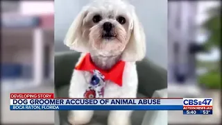 Dog groomer accused of animal abuse | Action News Jax