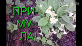 Первоцвет весенний или ПРИМУЛА!!!Лечебные свойства!!!