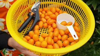 Making Kumquat Jam At Home