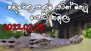 Caught Big crocodile in Kelani River | Kaduwela bridge | Colombo | Sri Lanka | Excited Hours