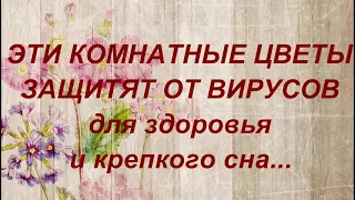 Полезные комнатные растения от вирусов. Для здоровья и спокойного сна... Полезные советы.