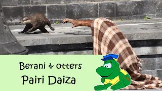 Pairi Daiza, Orang oetan Berani en de otters